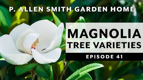 Types of Magnolia Trees & How to Care for Them | P. Allen Smith (2020)