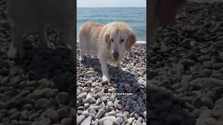 Что меня бесит во Французах #французы #франция #пмжфранция