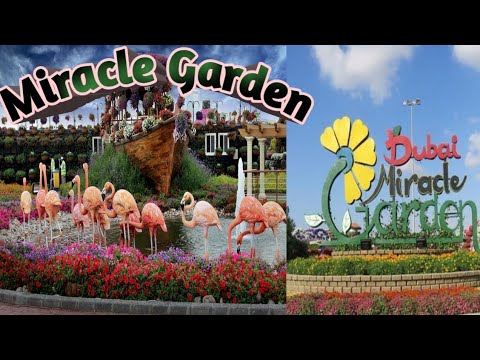 Dubai Miracle Garden 2021. World Biggest Flower Garden. दुबईको अति सुन्दर फूलबारी।।।