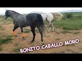 CABALLO MORO