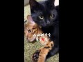 人の彼氏を奪う黒猫🐈⬛ #shorts
