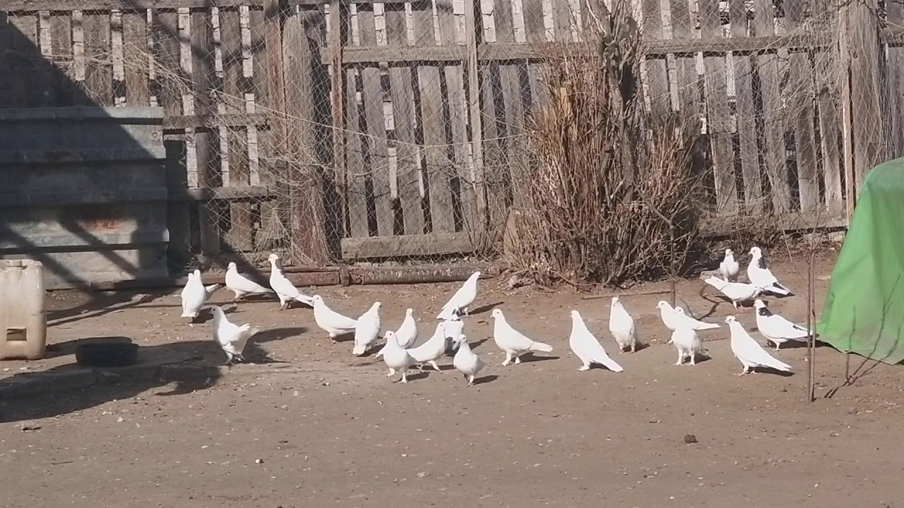 бойные голуби астрахани. голуби астрахани. вяхирь голубь астрахань. голуби кызылорды. голуби астрахани.