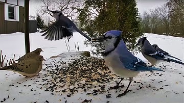 Blue Jays, Mourning Doves and Backyard Birds - 10 Hour Video for Pets - Mar 29, 2023
