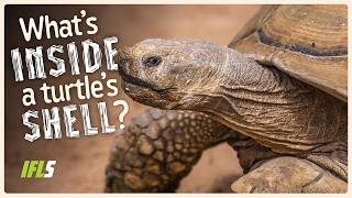 What Is Inside A Turtles Shell?