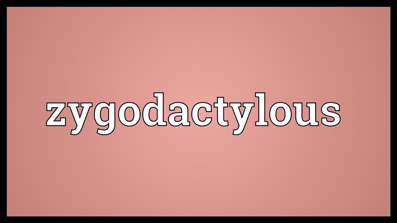 Zygodactylous Meaning YouTube