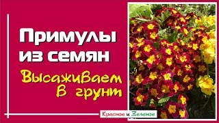 Примула из семян. Когда и как высаживать в сад