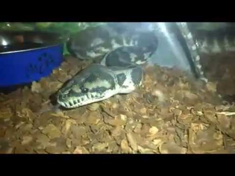 Jungle Carpet Python Drinking Water