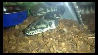 Jungle Carpet Python Drinking Water