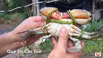 Thợ săn cua biển Cần Giờ tập 3 # sẩy con cua bự# Catch crabs in the wild Việt Nam