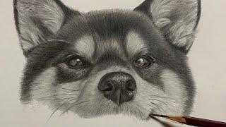 鉛筆画　柴犬(黒柴)　制作動画　Pencil Drawing