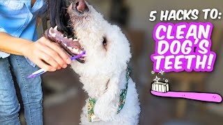 How I Brush my Dog’s Teeth! 👉 KILLS Bad Breath 🤢