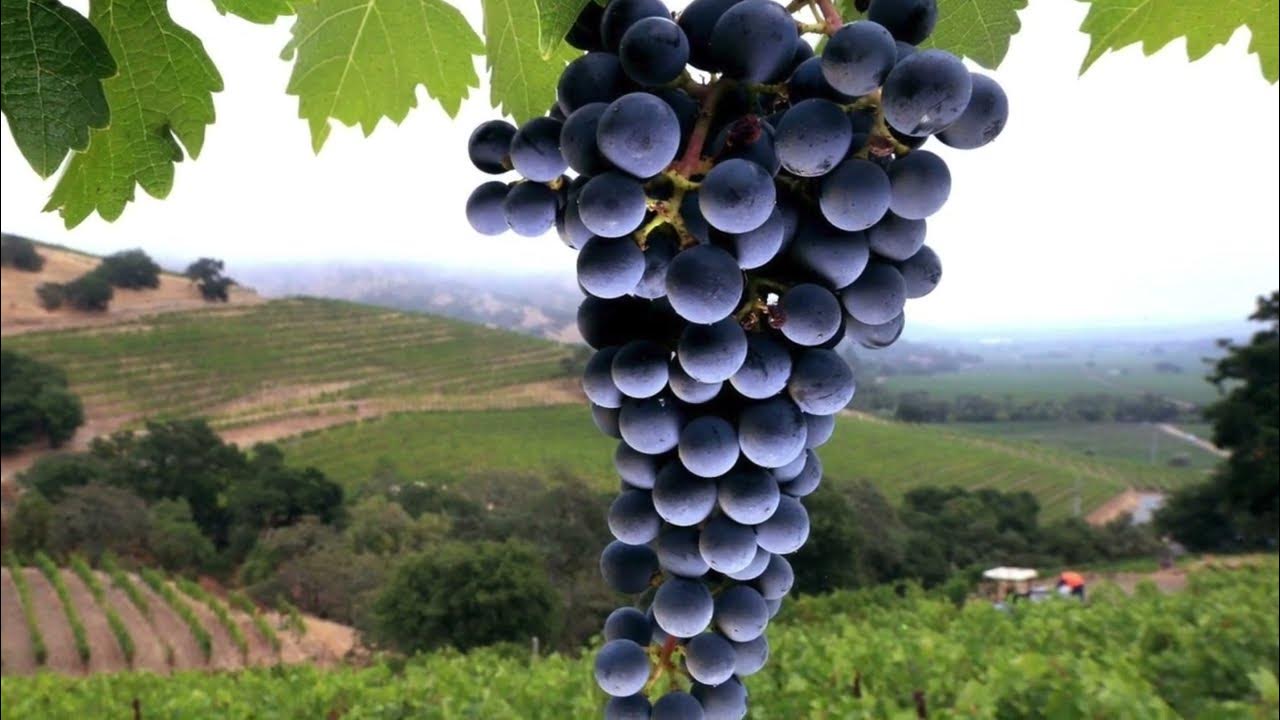 Долина Napa Valley