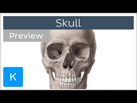 Skull: anterior and lateral views (preview) - Human Anatomy | Kenhub