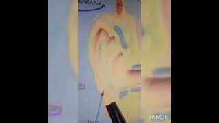 Anatomi Fisiologi Sistem Sensorik Pada Manusia