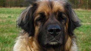 21 Leonberger FAQs & Answers