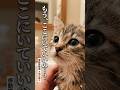 冷たい雨の夜、泥だらけの体で人間の温もりを信じた小さな命の奇跡 #感動猫動画 #野良猫の現実 #保護猫