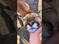 Big Cat Chin Scratches & Boops! AMAZING