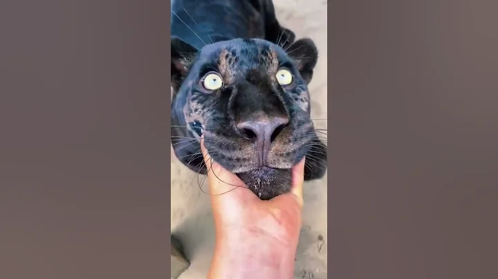 Big Cat Chin Scratches & Boops! AMAZING