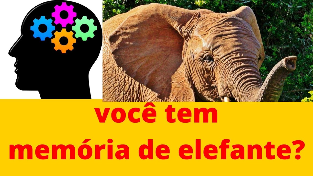#curiosidade Oque significa ter memória de elefante - YouTube