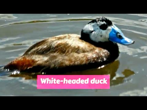 Video: Why Is The Bird Called The Muscovy Tit