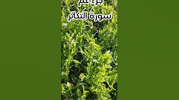 سورة التكاثر بصوت عبدالباسط عبدالصمد