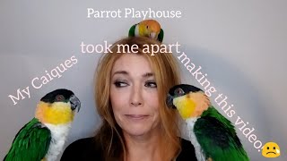 Caique Parrot Biting, Screaming and Hormones |  Caique Survival Tips!