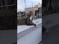 Giugi și Felix 😻😻