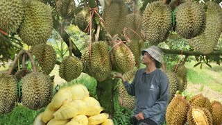 ทุเรียนพลัดถิ่น!!ทุเรียน​ 6 ปี 4 ไร่​ลูกดกเต็มต้น​ สุดยอดของการรักทุเรียน​ ปลูก​100 ต้นรอดแทบทุกต้น