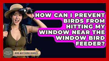How Can I Prevent Birds From Hitting My Window Near The Window Bird Feeder? - Bird Watching Diaries