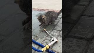 These cats reaction are harlious 🤧🤯 #catshorts #catvideos #funny #cat #meowfun