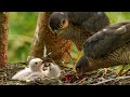 Male vs Female Sparrowhawks Food Delivery Styles | Discover Wildlife | Robert E Fuller