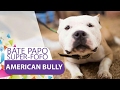 American Bully - Bate Papo Super-fofo