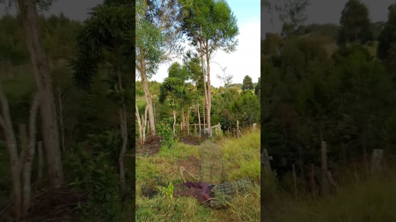 latest Dj Afro Bolly wood movie 🤣😂🔥🔥🔥