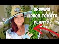 HOW TO GROW TOMATOES INSIDE - INDOOR GARDENING FOR BEGINNERS