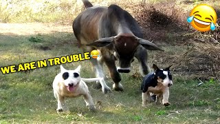 Try Not To Laugh with Hilarious Dogs & Cats for 1 Hour