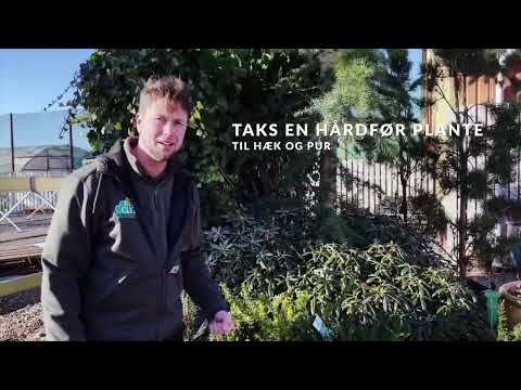 Video: Guide til beskæring af taksbuske - tips til at skære taks i landskabet