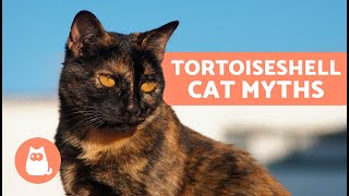 The LEGEND of TORTOISEHSELL CATS 🐱🧡 Are They Always Female? Are They Infertile? by AnimalWised 1,194 views 1 month ago 4 minutes, 7 seconds