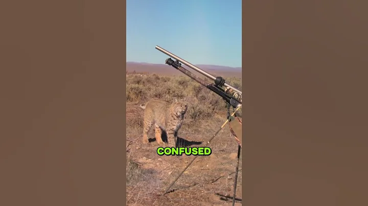 When a Hunter Runs Into a Bobcat #help #anmals #wildlife #shorts