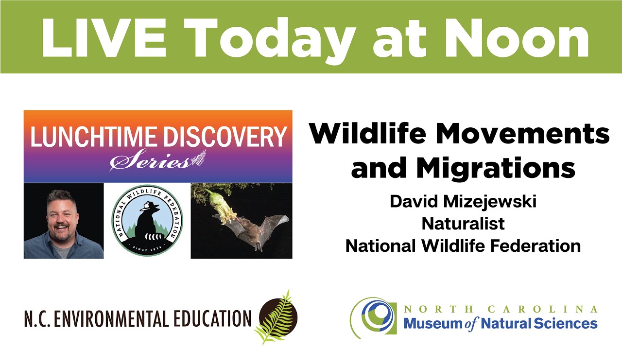 Lunchtime Discovery: Wildlife Movements and Migrations with David Mizejewski