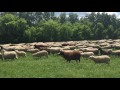 Как подобрать клички для барашков и овец