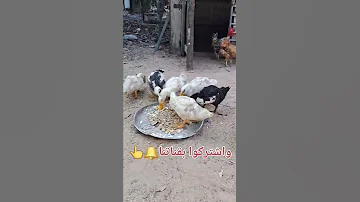 البط و الدجاج Haby Duck Cut And Chicken صوت بط طعام بط ديك Chicken Duck اغنية البطه البطة 