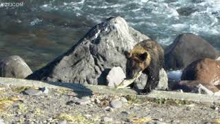 鮭を捕らえて歓喜するヒグマ(知床・北海道)/A brown bear rejoicing at catching a salmon(Shiretoko / Hokkaido)