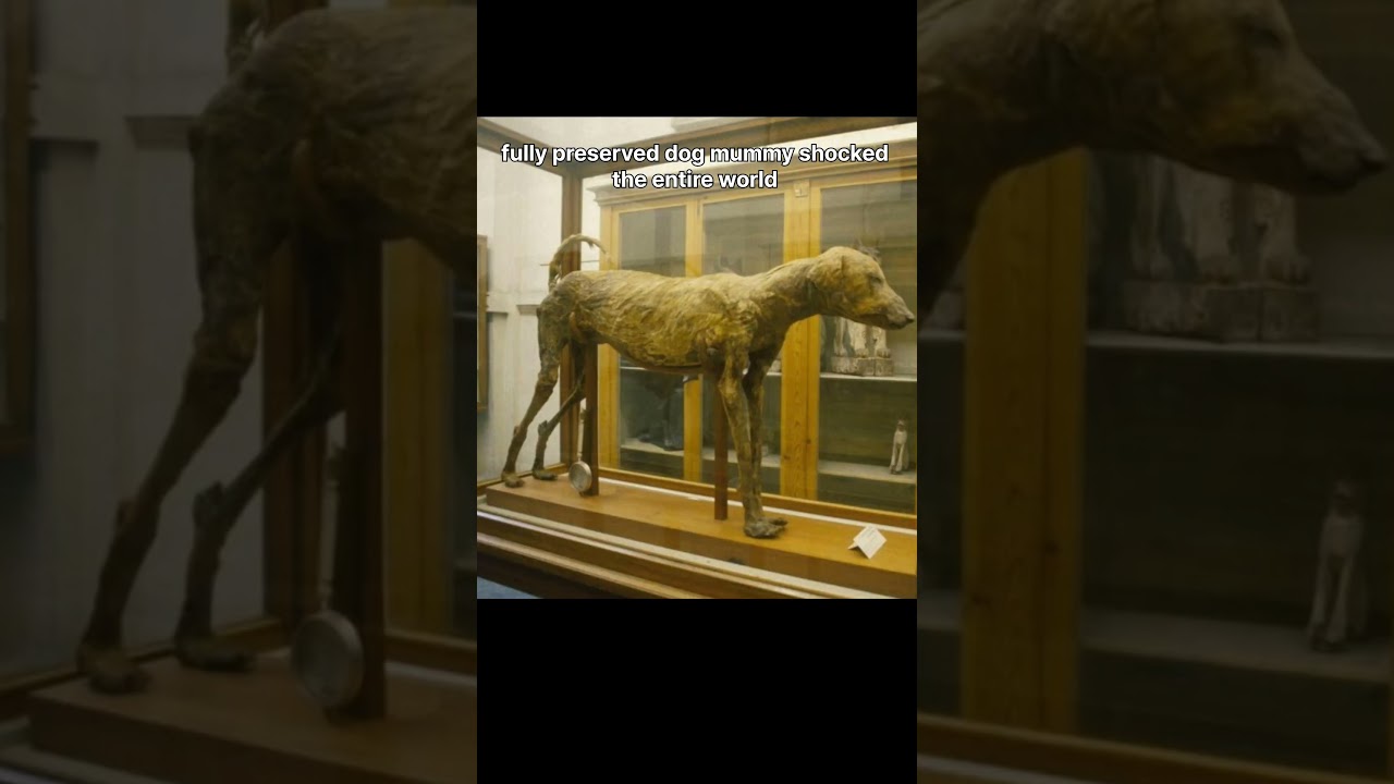 No way Egyptian dog god was real 