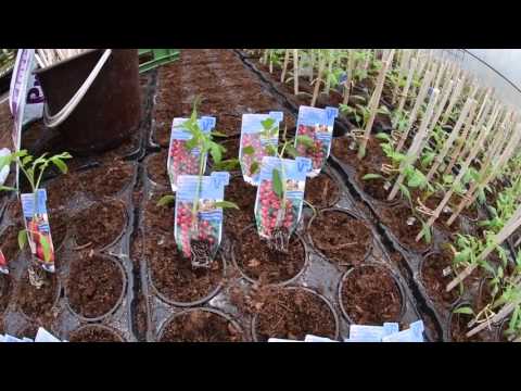 Video: Co je to rajčata na farmě Hazelfield – Jak pěstovat rajčata na farmě Hazelfield
