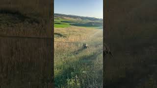 Working of German pointer dog on quail #viral #hunting #dog #quailhunting #shikari #viralshorts