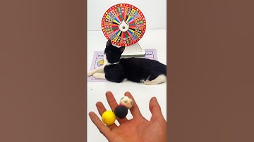 Satisfying Cat Tom🌈 Balls 🏀 Reverse Video #reversevideo #funny #marblerunandmore #cat #asmr