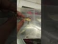 Bass Lures