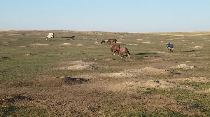 Prarie Dog Town with horses at Theodore Roosevelt ...