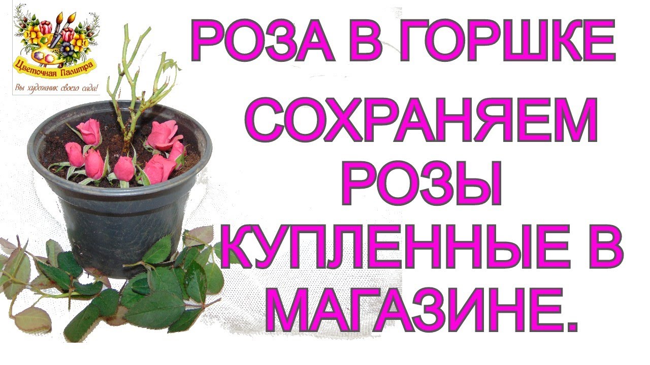 Розы Купленные В Магазине