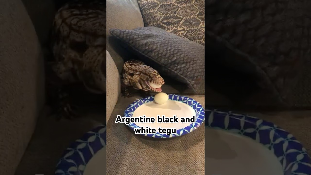Argentine black and white tegu 
